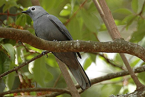 Grey Cuckooshrike (Coracina caesia)
