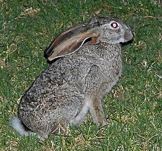 Scrub Hare (Lepus saxatilis)