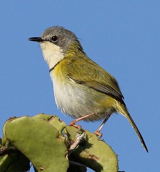 Rudd's Apalis (Apalis ruddi)