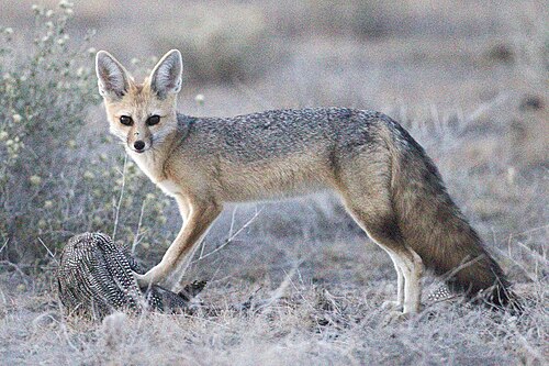 Cape Fox (Vulpes chama)