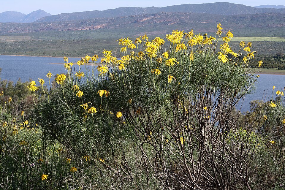Ramskop Nature Reserve, Western Cape