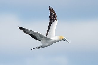 Australasian Gannet (Morus serrator)