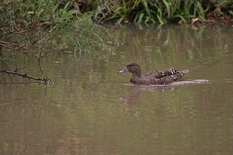African Black Duck (Anas sparsa)