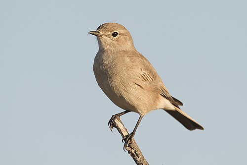 Chat Flycatcher (Bradornis infuscatus)