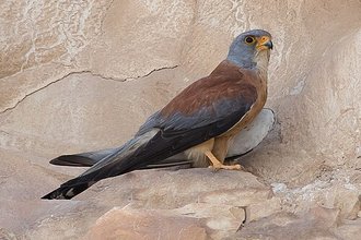 Lesser Kestrel (Falco naumanni)