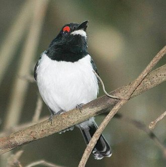 Black-throated Wattle-eye (Platysteira peltata)